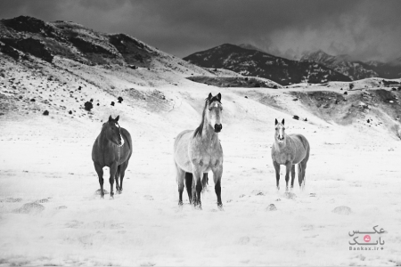 تعقیب اسبهای وحشی در شمال امریکا، برای عکاسی از آنها