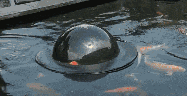 Floating_See-Through_Dome_Lets_Fish_Look_At_The_Outside_Worl