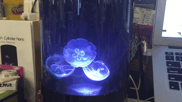Now_You_Can_Have_Pet_Jellyfish_At_Home_-_Bored_Panda