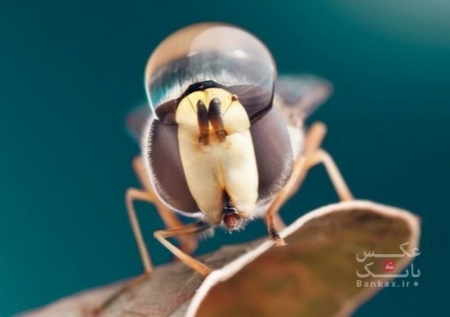 عکاسی ماکرو از حشرات توسط Dmitriy Yoav Reinshtein