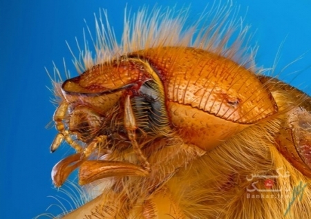عکس های ماکرو از حشرات توسط پائولو لاتیس