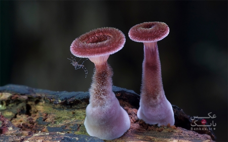 تصاویری از قارچ های جالب و متفاوت توسط Steve Axford
