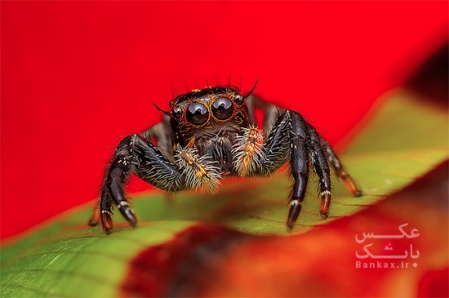 عکس های رنگی ماکرو از عنکبوت ها
