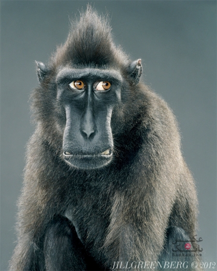 عکاسی از پرتره میمون ها