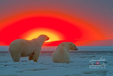غروبی در پس‌زمینه خرس‌های قطبی