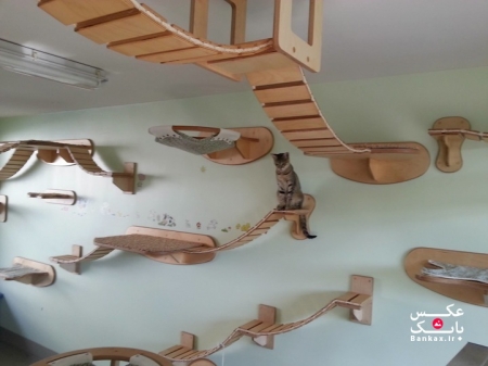 اتاق بازی گربه خانگی