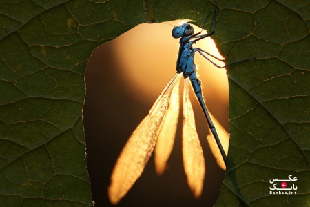 دنیای جادویی ماکرو حشرات