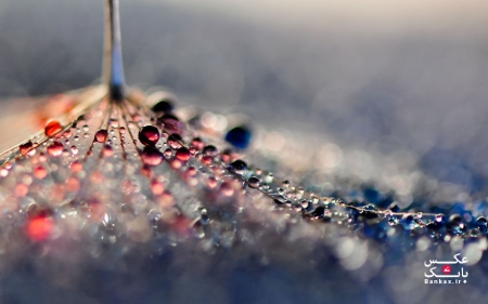 عکسهای زیبایی از قطرات، گرفته شده از طریق لنز ماکرو من