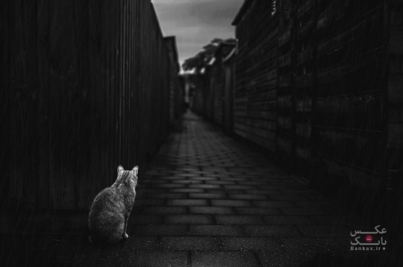 عکاسی از گربه و مقابله با تاریکی و ترس