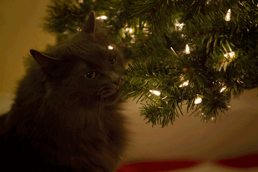 گربه ها در تزئین درخت کریستمس