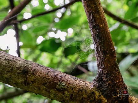 تارهای عنکبوت با با قطرات آب حاضر در شاخه‌های درخت جنگل