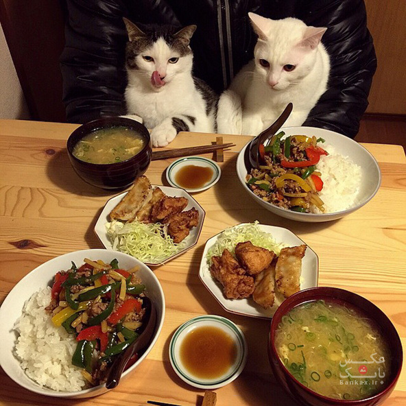 زن و شوهر ژاپنی هنگام خوردن غذا، با گربه هایشان عکس میگیرند/بانک عکس