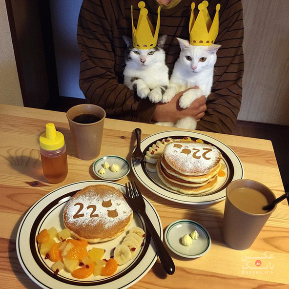 زن و شوهر ژاپنی هنگام خوردن غذا، با گربه هایشان عکس میگیرند/بانک عکس