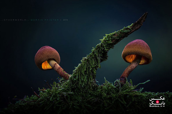 قارچهای درخشان در داستان تخیلی مارتین پیستر/بانک عکس