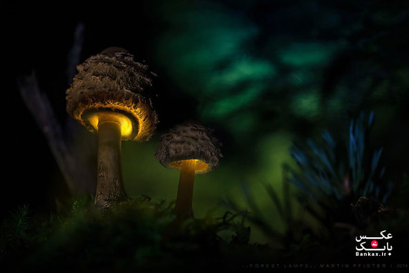 قارچهای درخشان در داستان تخیلی مارتین پیستر/بانک عکس