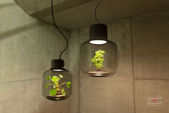 طراحی لامپ هایی برای رشد گیاهان در فضاهای بدون پنجره/بانک عکس
