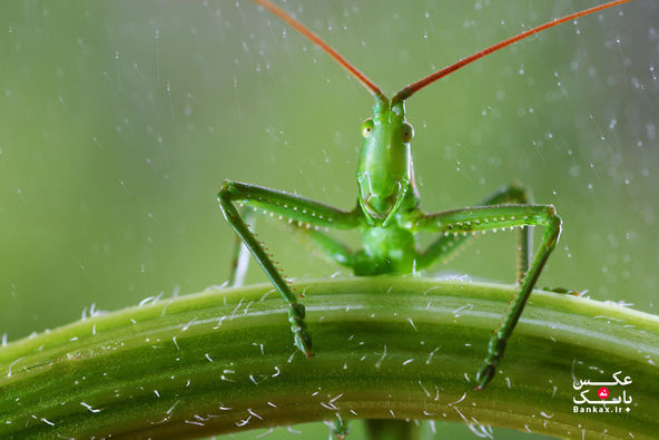 دنیای جادویی ماکرو حشرات/بانک عکس