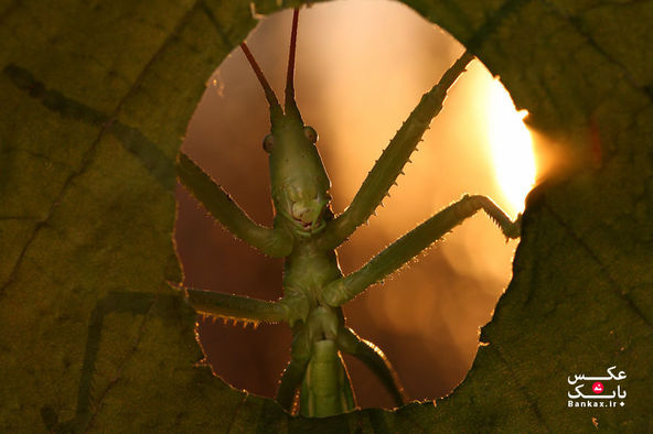 دنیای جادویی ماکرو حشرات/بانک عکس