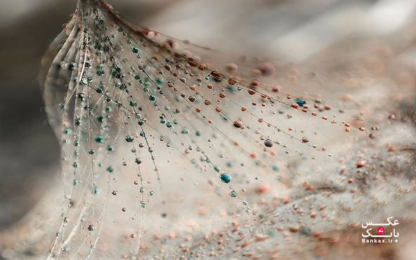 عکسهای زیبایی از قطرات، گرفته شده از طریق لنز ماکرو من/بانک عکس