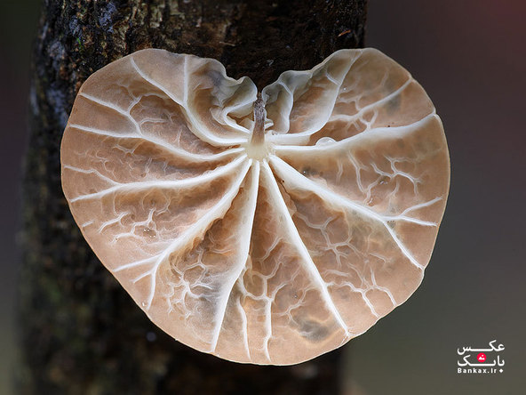 دنیای جادویی قارچ استیو آکسفورد در استرالیا/بانک عکس