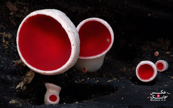 دنیای جادویی قارچ استیو آکسفورد در استرالیا/بانک عکس