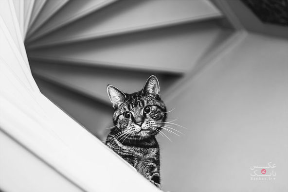 عکاسی از گربه و مقابله با تاریکی و ترس/بانک عکس