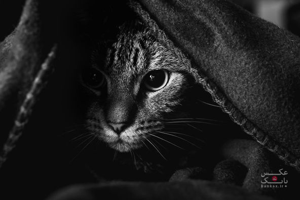 عکاسی از گربه و مقابله با تاریکی و ترس/بانک عکس