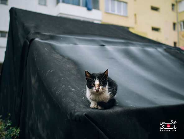 گربه ها در سطح شهر/بانک عکس