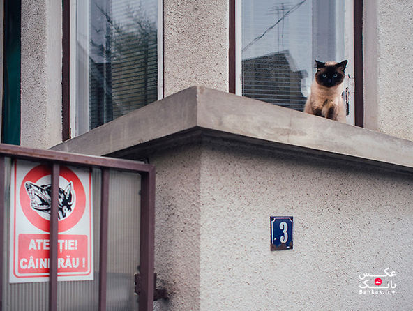 گربه ها در سطح شهر/بانک عکس