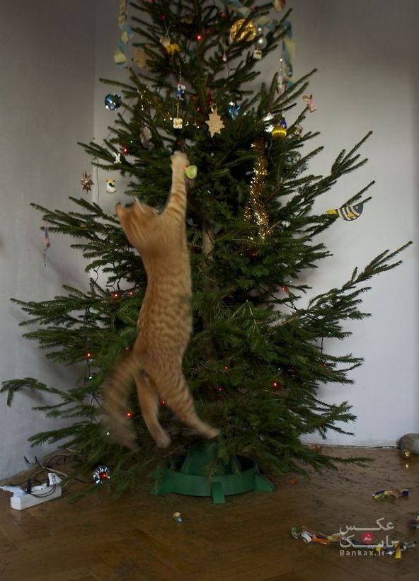 همکاری گربه ها در تزئین درخت کریستمس/بانک عکس