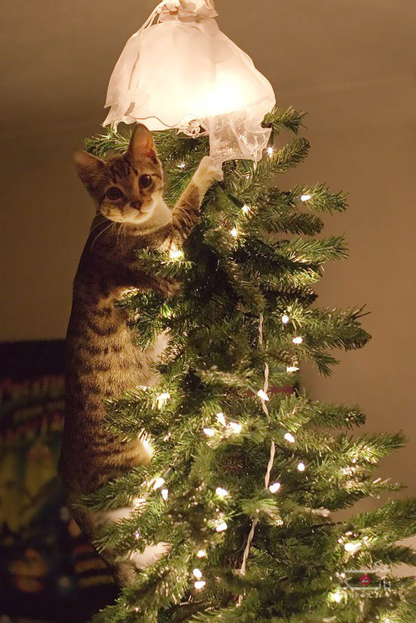 همکاری گربه ها در تزئین درخت کریستمس/بانک عکس