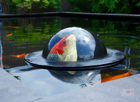 شناور گنبدی شکل که به ماهی ها اجازه میدهد دنیای بیرون را تماشا کنند/بانک عکس