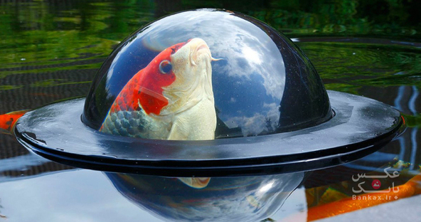 شناور گنبدی شکل که به ماهی ها اجازه میدهد دنیای بیرون را تماشا کنند/بانک عکس