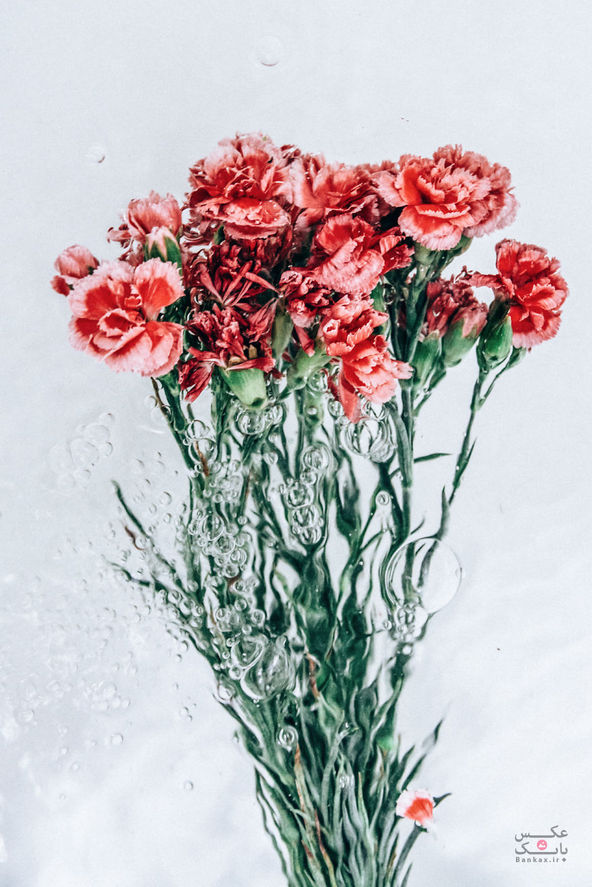 گل پرتره های گرفته شده در زیر آب/بانک عکس