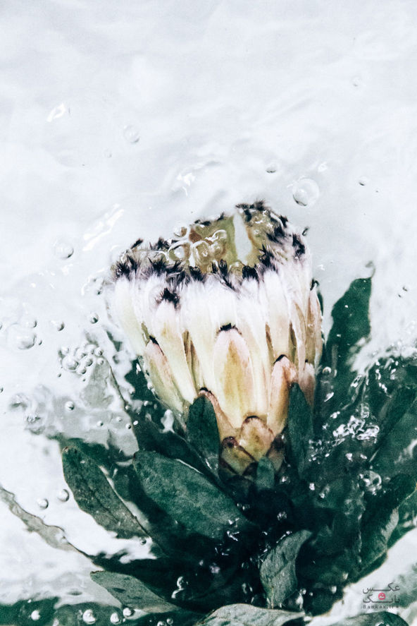 گل پرتره های گرفته شده در زیر آب/بانک عکس