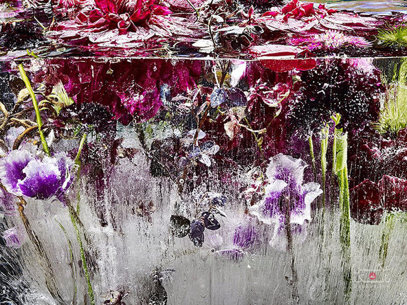 گل های یخ زده شبیه به نقاشی های آبرنگ/بانک عکس