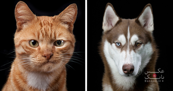 عکاسی پرتره از سگ، گربه و اسب/بانک عکس