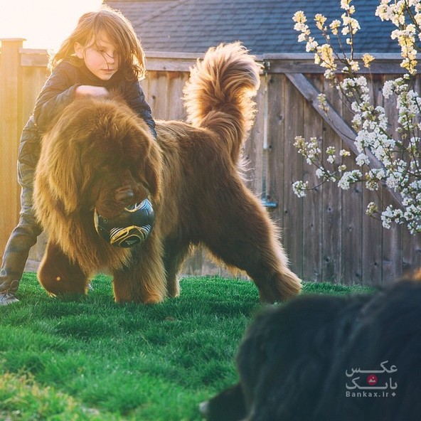 مادری دوستی بین پسرش و اسب و سگهای غول پیکرش را با عکاسی به ثبت می رساند/بانک عکس