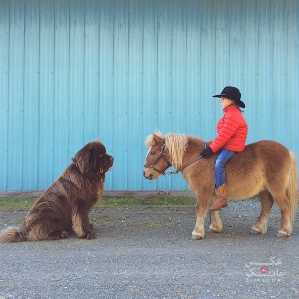 مادری دوستی بین پسرش و اسب و سگهای غول پیکرش را با عکاسی به ثبت می رساند/بانک عکس