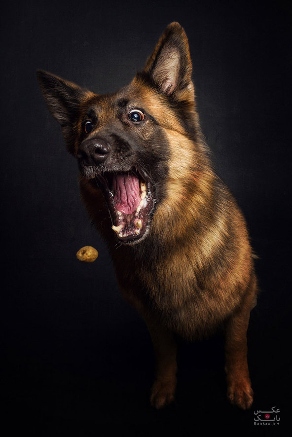 عکاسی از سگهای گرسنه/بانک عکس