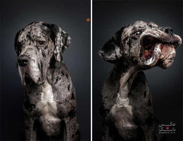 عکاسی از سگهای گرسنه/بانک عکس