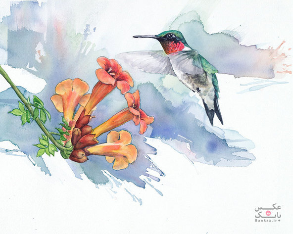 نقاشی پرنده های آبرنگی، وقتی که به عنوان یک زیست شناس کار نمی کنم/بانک عکس