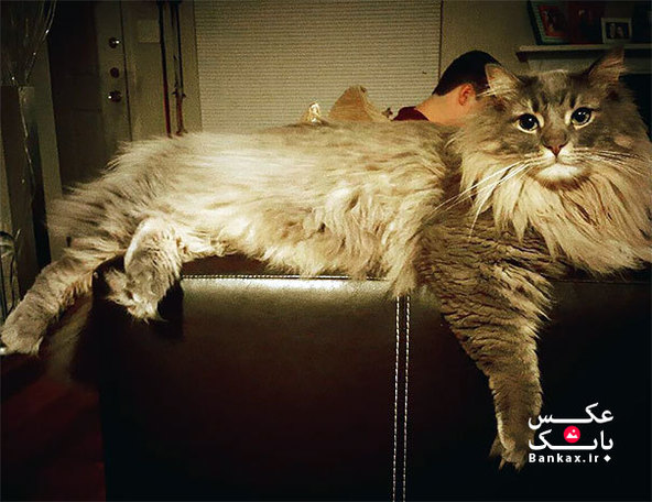 گربه های غول آسا/بانک عکس