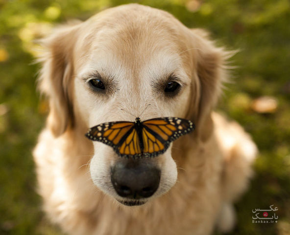 حیوانات در کنار پروانه ها شبیه انیمیشنهای والت دیزنی؛ اما واقعی/بانک عکس