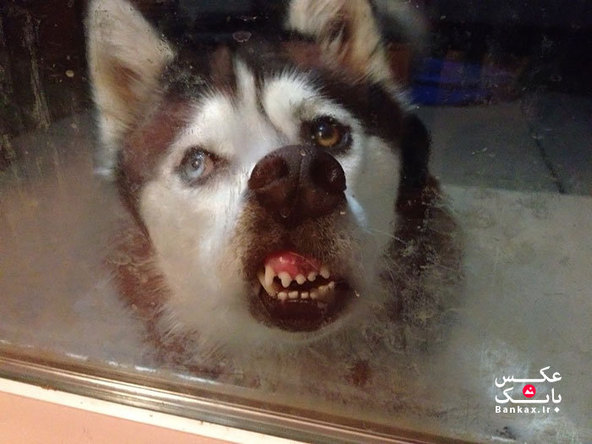 نگاه احمقانه حیوانات در پشت شیشه/بانک عکس