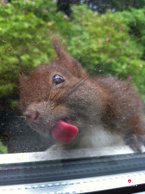 نگاه احمقانه حیوانات در پشت شیشه/بانک عکس