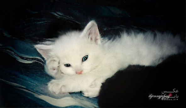 این بچه گربه کر، من را بعد از مرگ پسرم، در هنگام تولدش نجات داد/بانک عکس