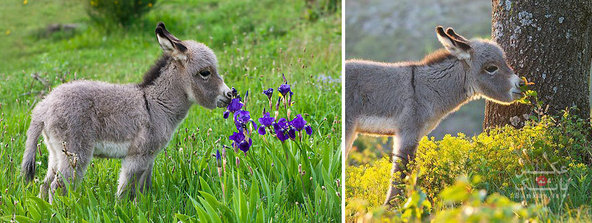 زیبایی بوییدن گل ها توسط حیوانات/بانک عکس
