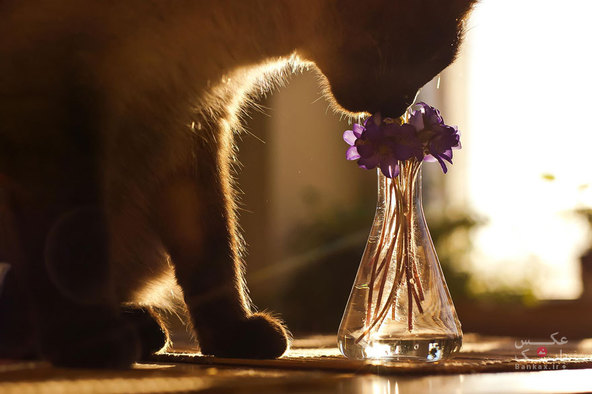 زیبایی بوییدن گل ها توسط حیوانات/بانک عکس