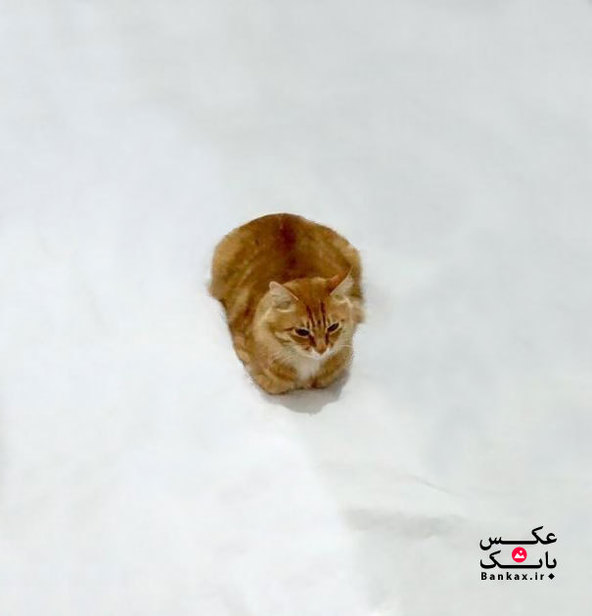 ماجراجوییه گربه در نقاشی/بانک عکس